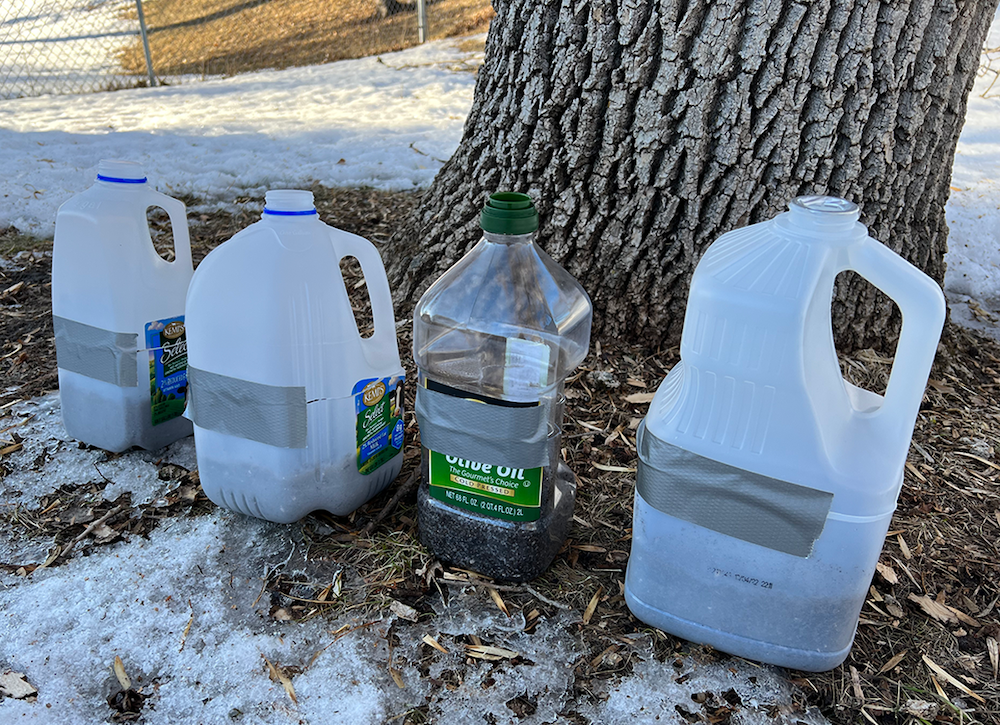 winter sowing - starting seeds outdoors in milk jugs