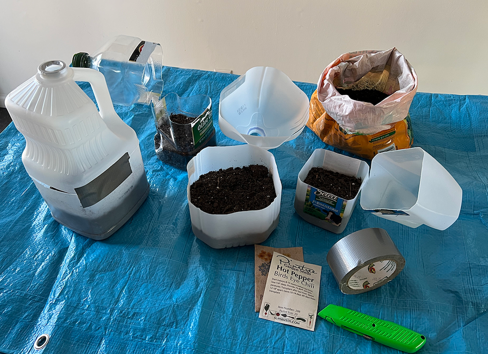 winter sowing - starting seeds in milk jugs for winter sowing outdoors