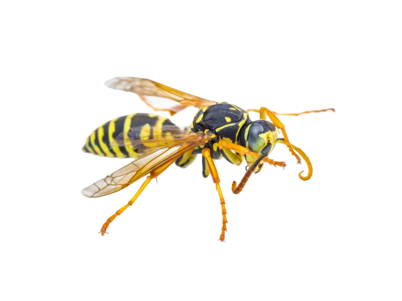 Close up of a wasp on a white background.
