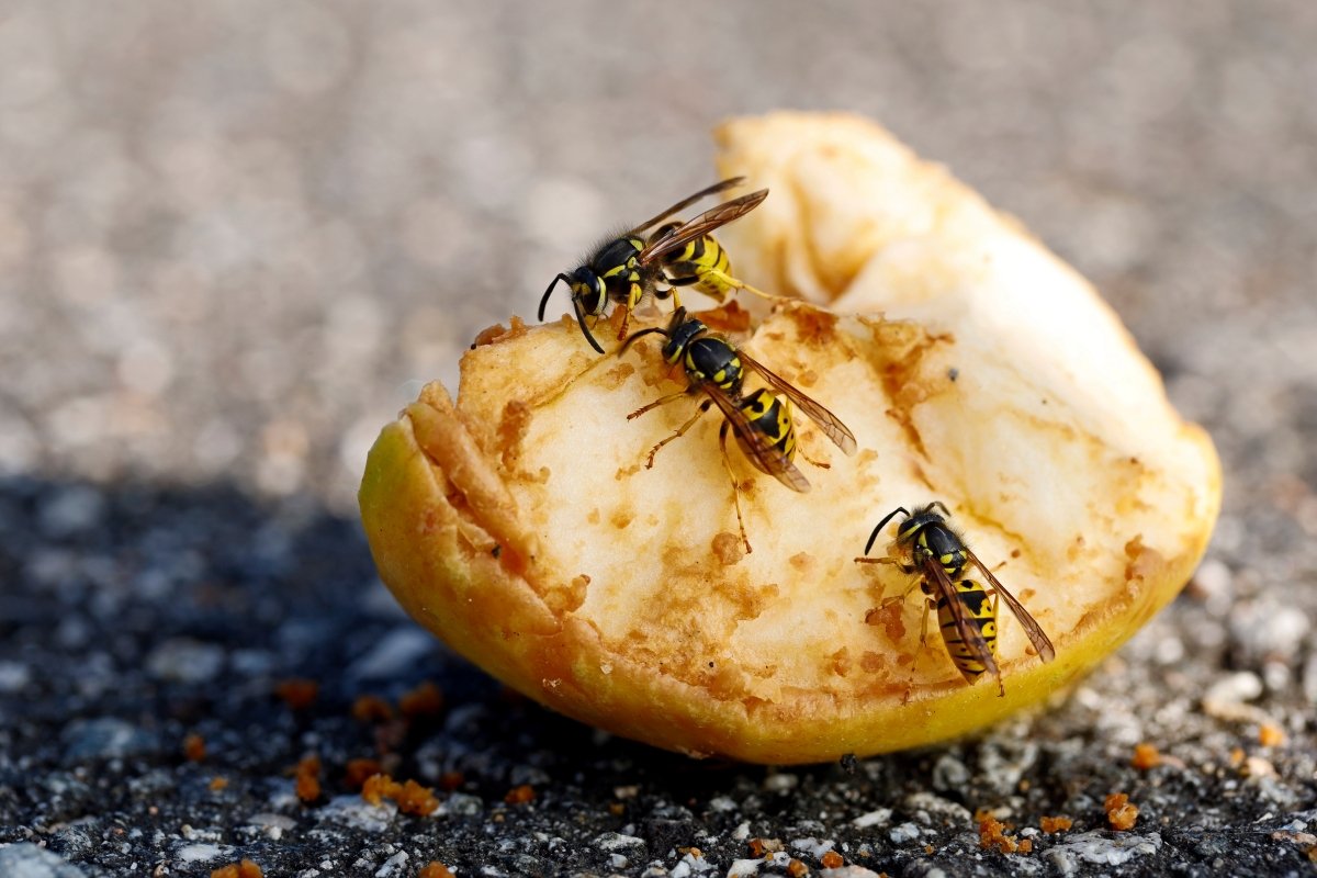Yellow jacket wasps eating a sweet apple that has fallen from the tree and rotting on a street.