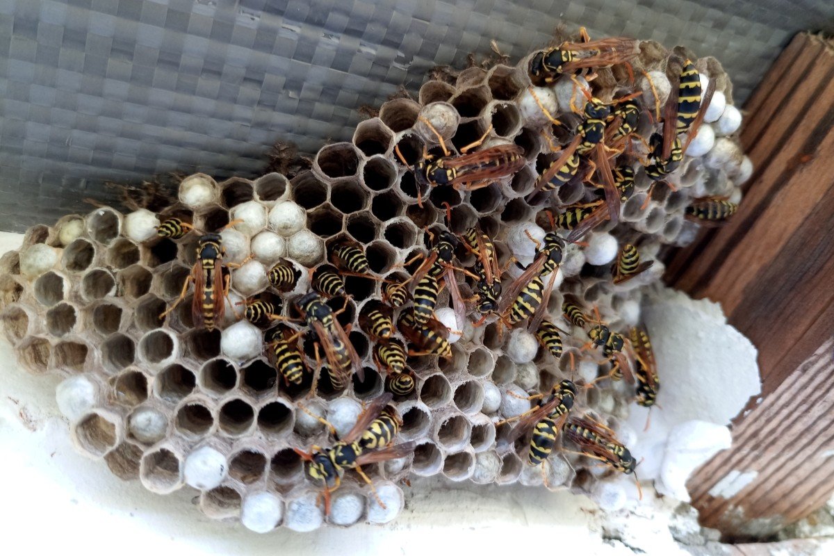 A large nest of yellow jacket wasps under the roof of the house.