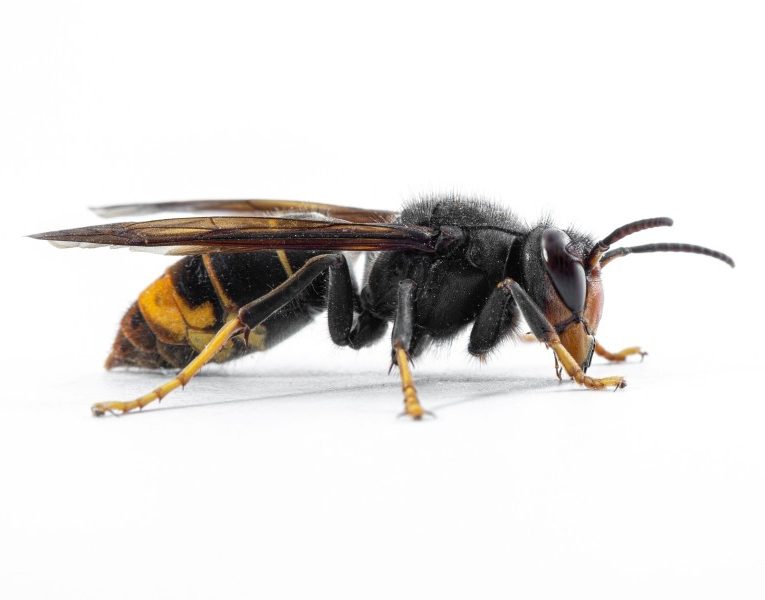 Close up of a hornet on a white background.