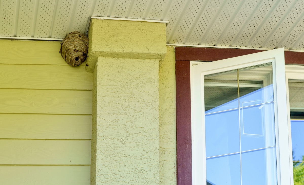 A yellow jacket wasp nest on a home front porch.