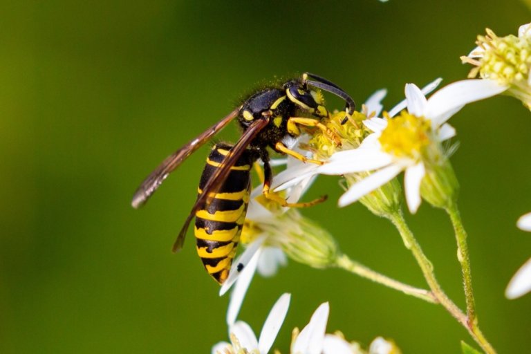 A close up of a yellow jacket pollinating flower with white petals.