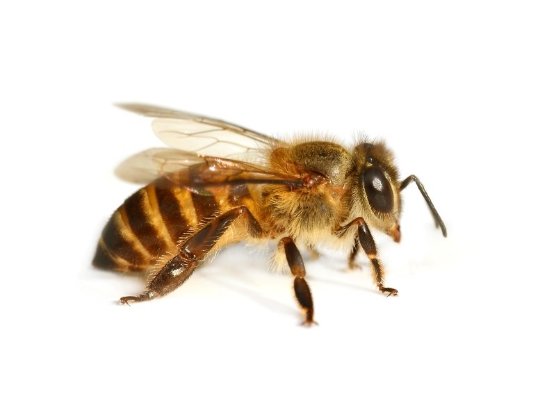 Close up of a bee on a white background.