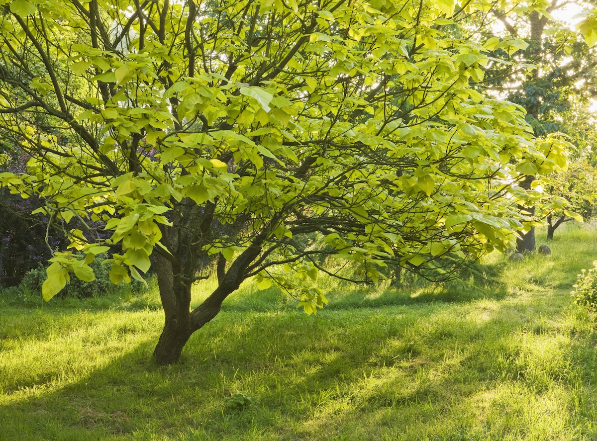 A large Catalpa tree with bright green leaves.