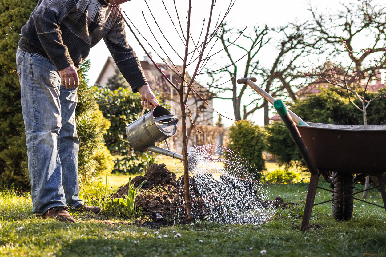 landscaping mistakes that make home buyers walk the other way man planting and watering small fruit tree