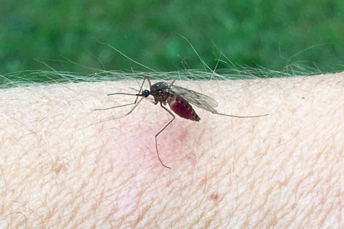 Mosquito Control Cost