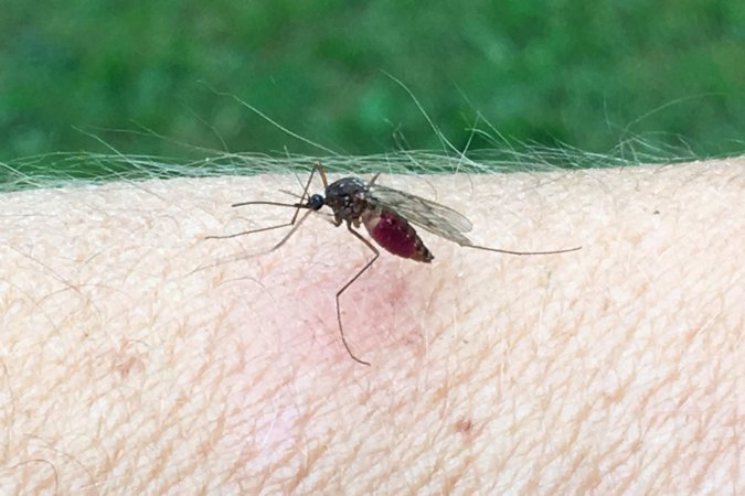 Mosquito Control Cost