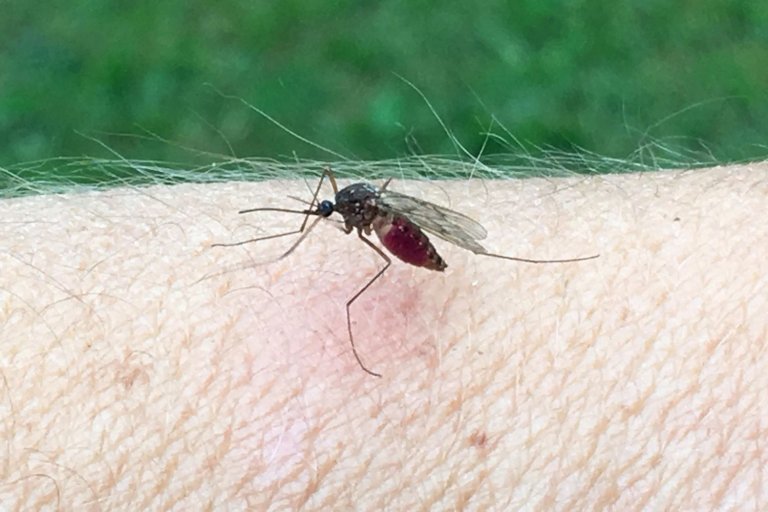 Mosquito Control Cost