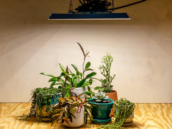 No Sunlight, No Problem: This Grow Light Keeps My Plants Alive in Any Room of the House