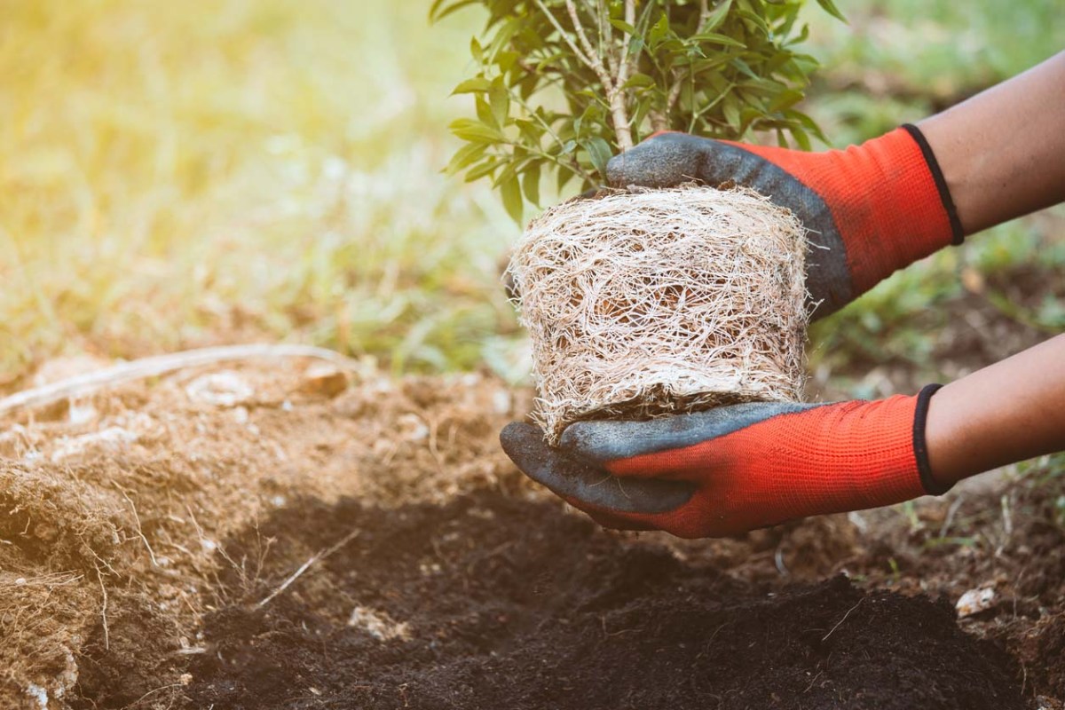 The Best Tree-Planting Services Options