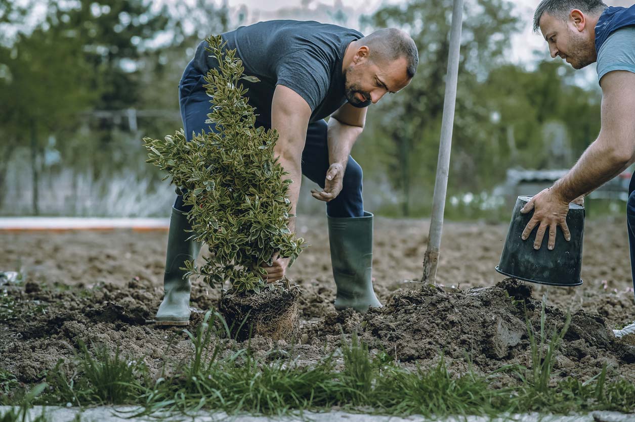 The Best TreePlanting Services in America Picks by Bob Vila