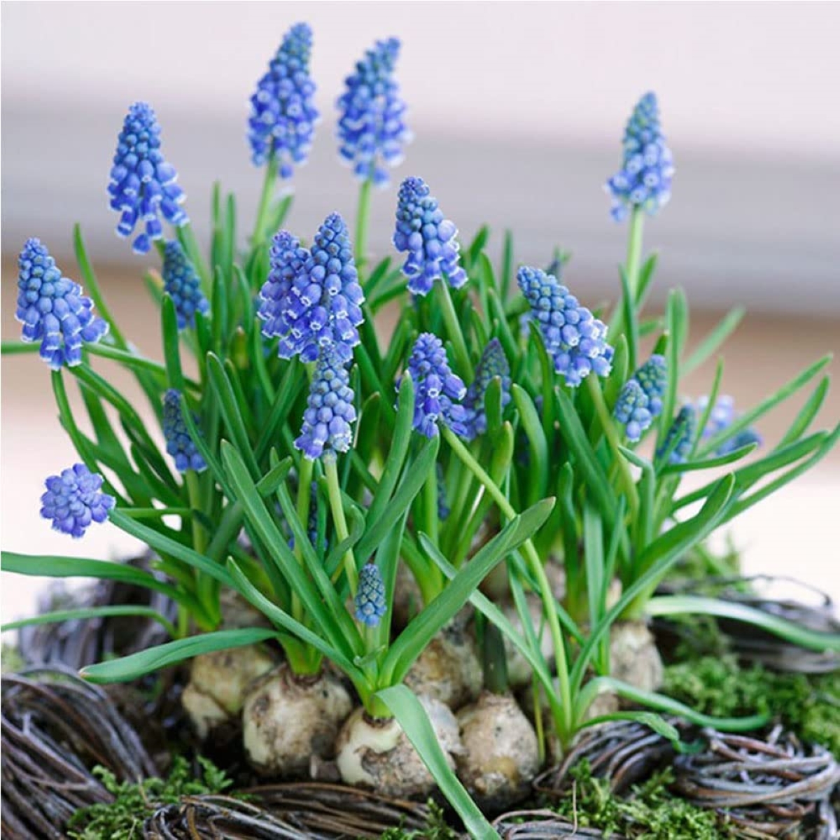 flowers that attract bees - flower bulbs with blue blooms