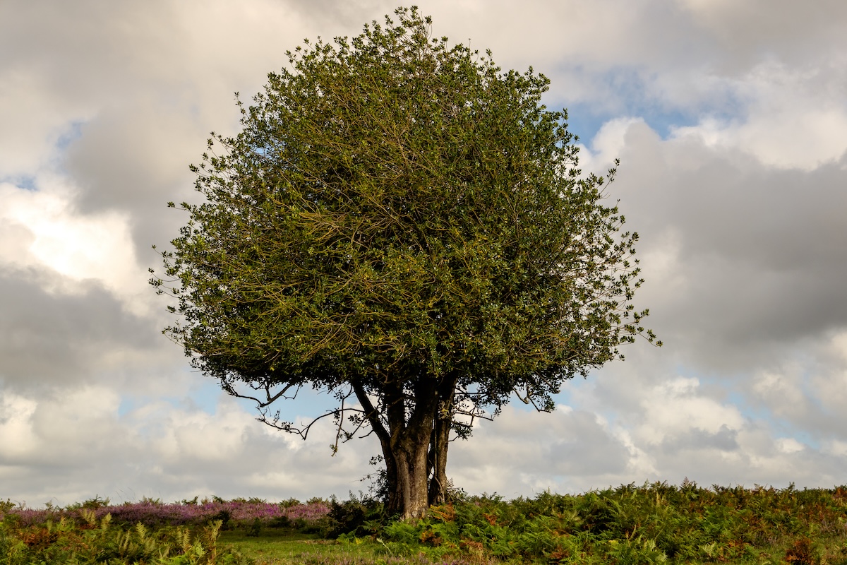 A tall American Holly tree in a field.