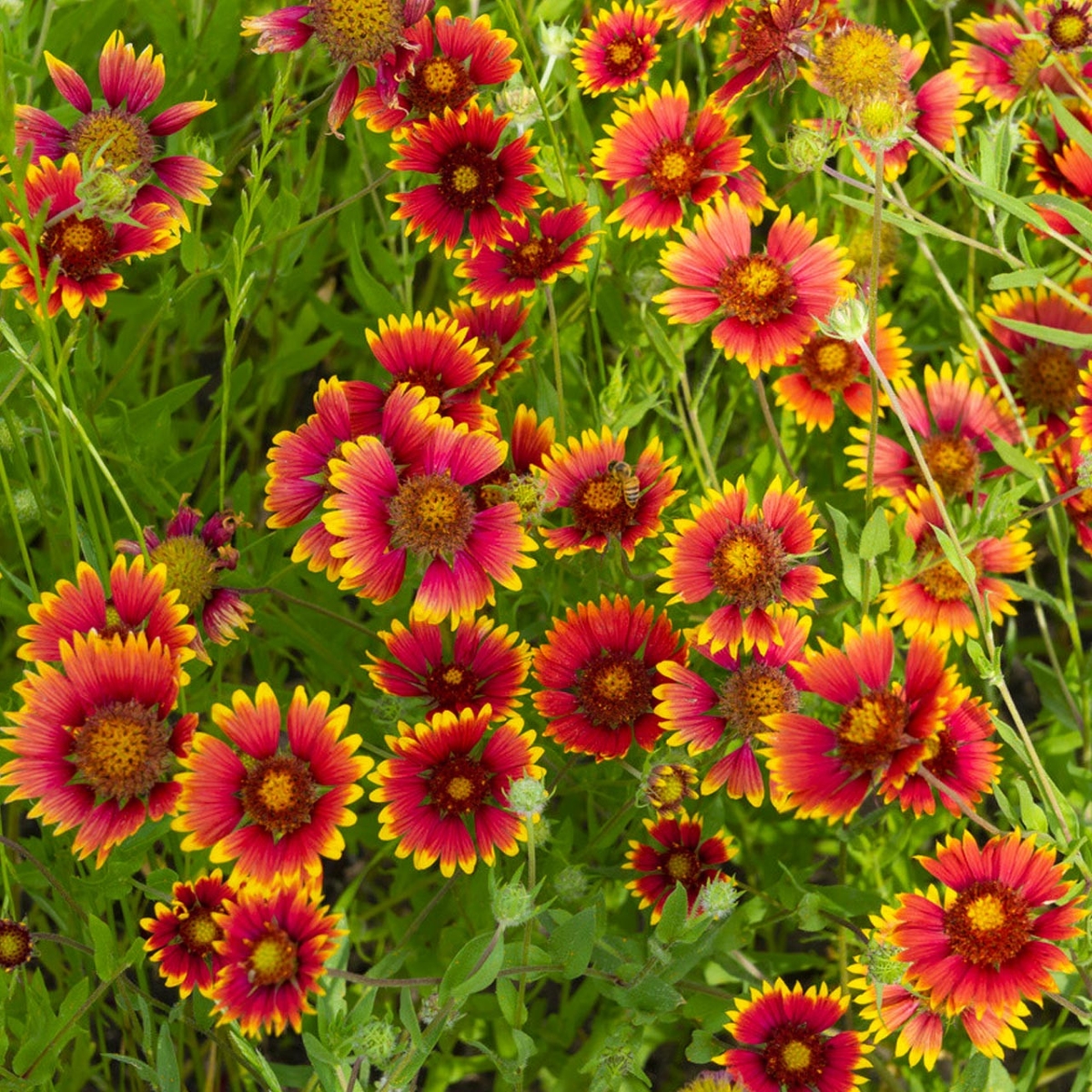 flowers that attract bees - red flowers with yellow tips