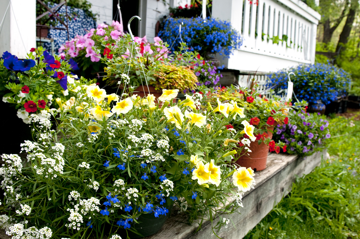 annual flowers in pots on deck backyard