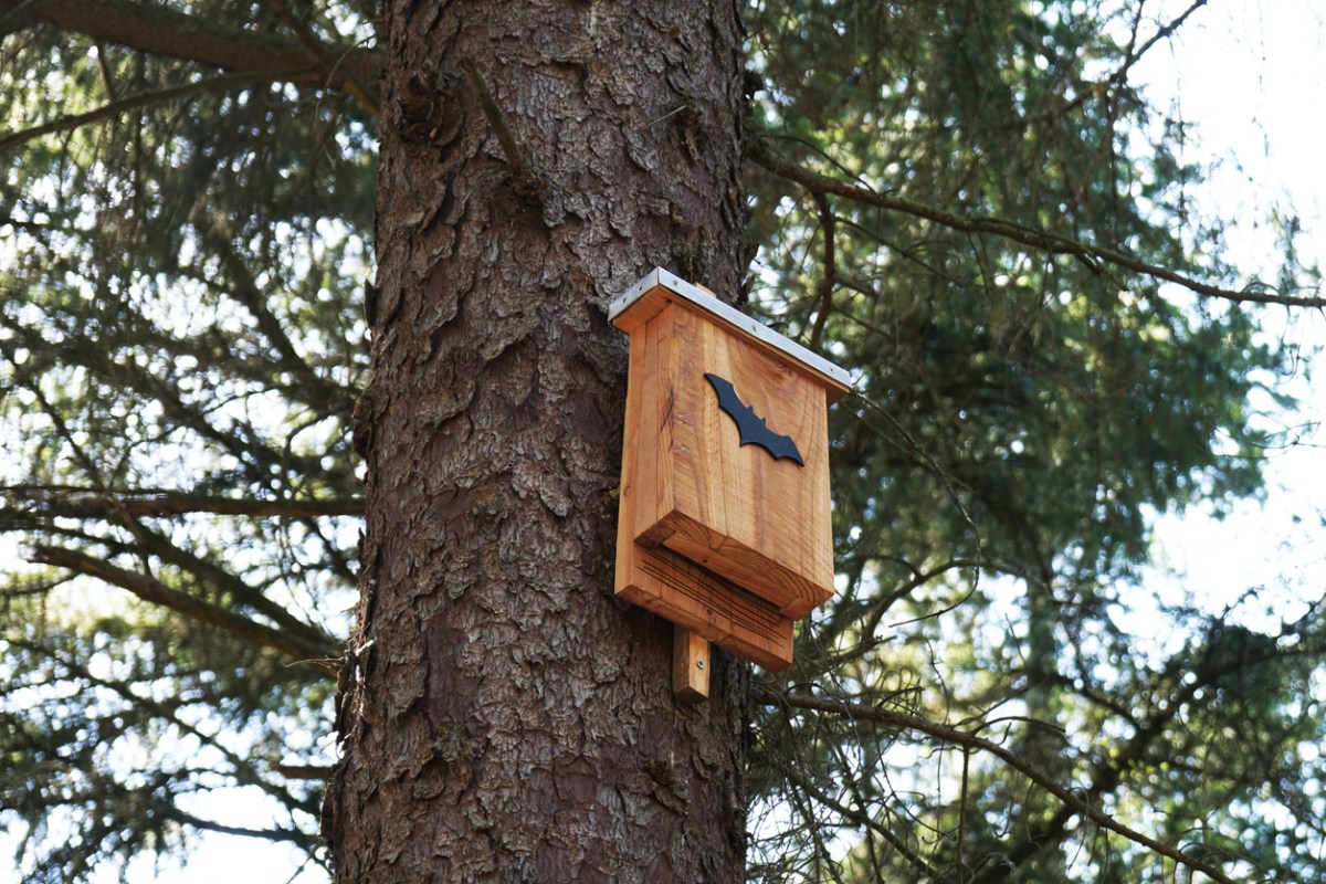 Bat house hanging on a tall tree