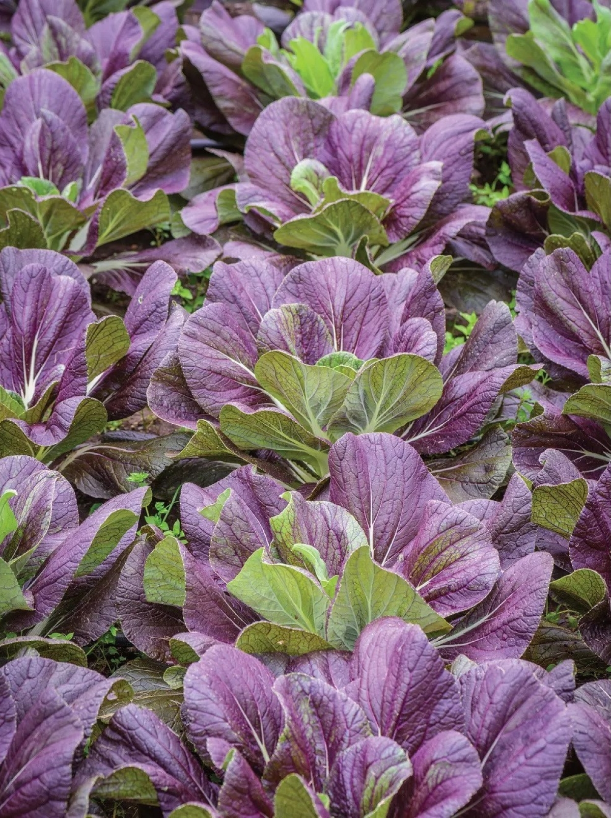 types of asian greens - red napa cabbage in garden