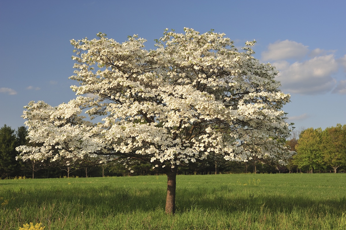 A white dogwood tree on a sunny day.