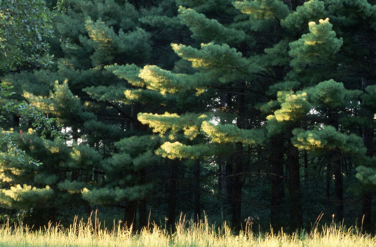 A patch of Eastern White Pine trees with sunlight hitting them.