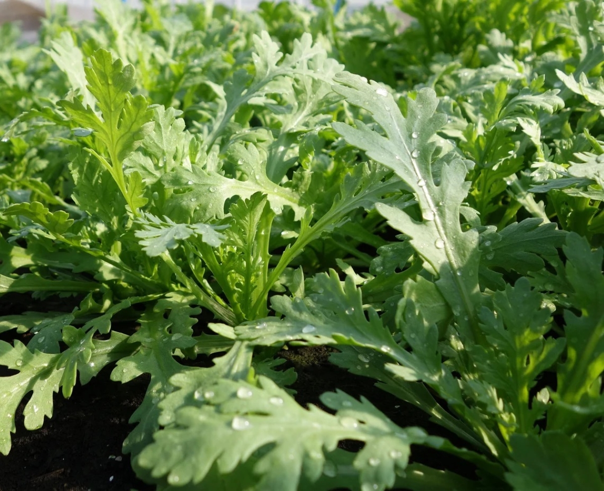 types of asian greens - green garland chrysanthemum plants