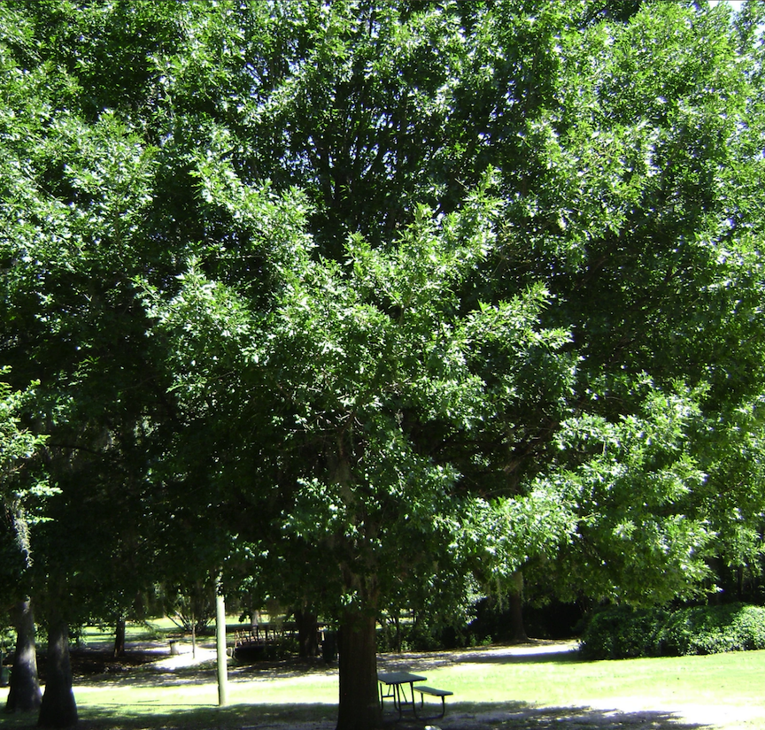 fast growing shade trees nuttall oak