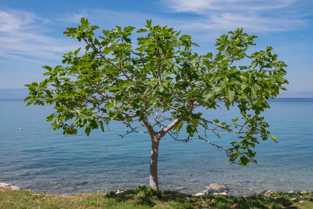 A single fig tree planted on the coast of body of water.