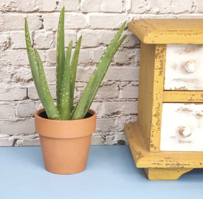 houseplants-dust-aloe-vera-plant-in-terra-cotta-pot-next-to-orange-and-white-dresser
