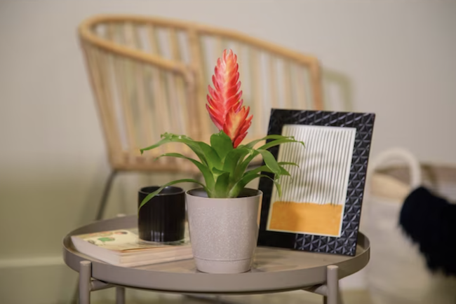 houseplants-dust-bromeliad-plant-in-pot-on-coffee-table-with-collection-of-decor
