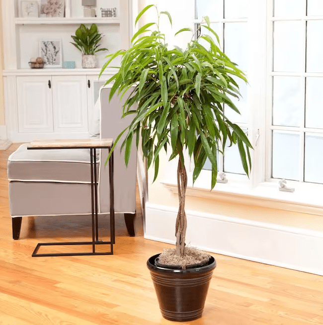 houseplants-dust-ficus-alii-tree-in-black-pot-in-living-area-with-grey-chair