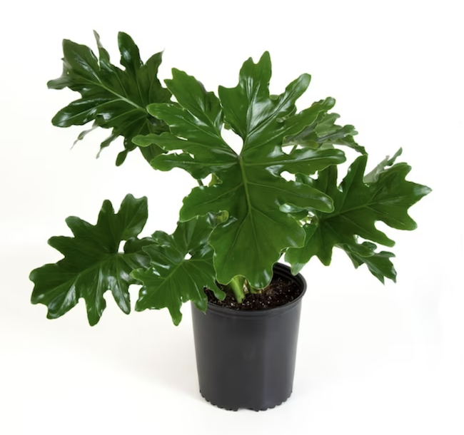 houseplants-dust-horsehead-philodendron-in-black-pot-on-white-background