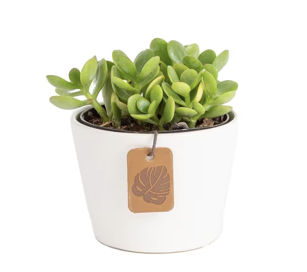 houseplants-dust-jade-plant-in-white-pot-on-white-background