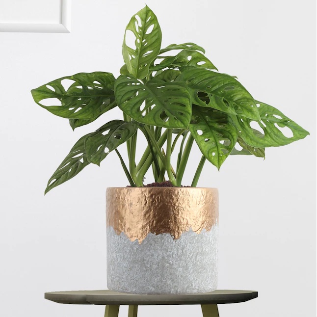 houseplants-dust-montsera-little-swiss-plant-in-gold-pot