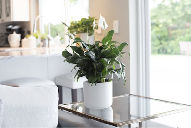 houseplants-dust-peace-lily-plant-in-white-pot-in-white-living-room
