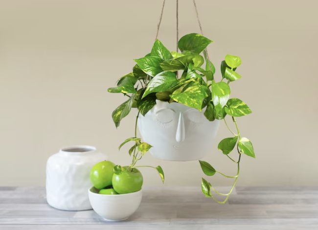 houseplants-dust-pothos-plant-in-white-hanging-pot-with-white-decor-collection