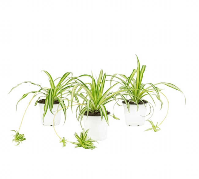 houseplants-dust-three-spider-plants-in-white-pots-on-white-background