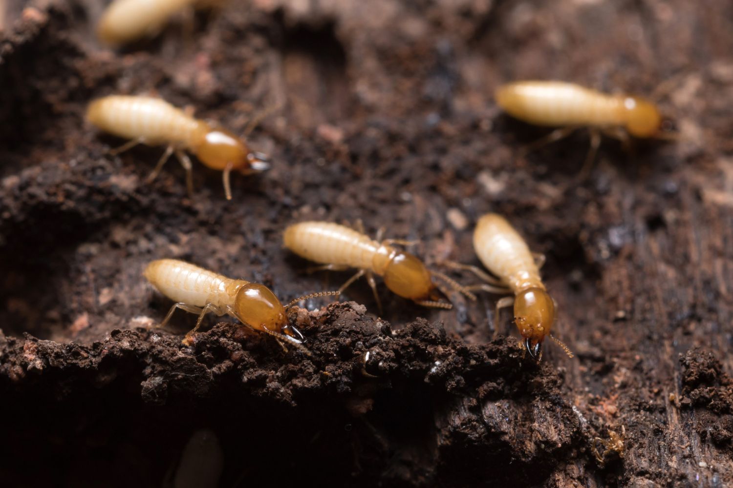 How Much Does Termite Damage Repair Cost? (2023) Bob Vila