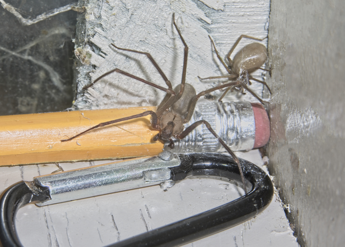 how to get rid of brown recluse spiders