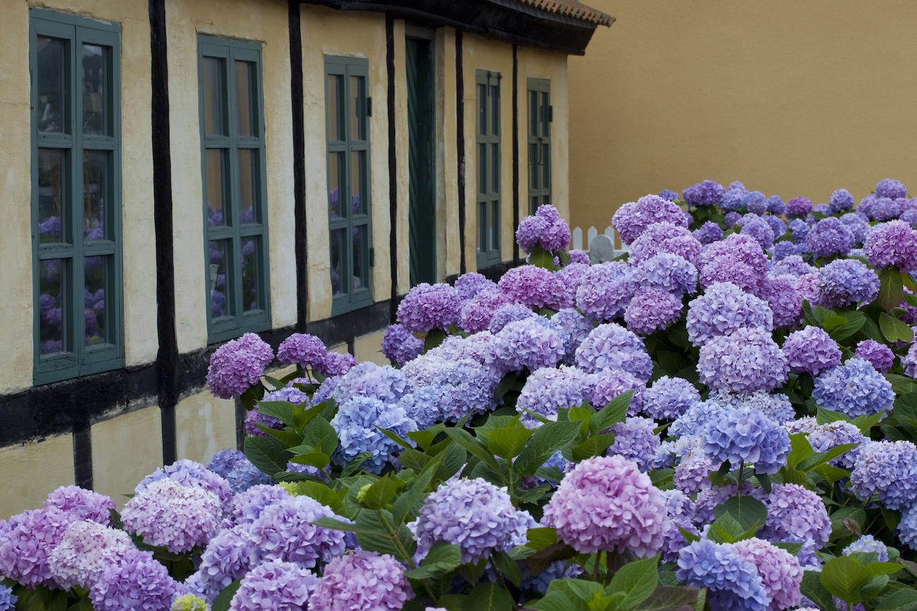 Purple hydrangeas in front of a beige home
