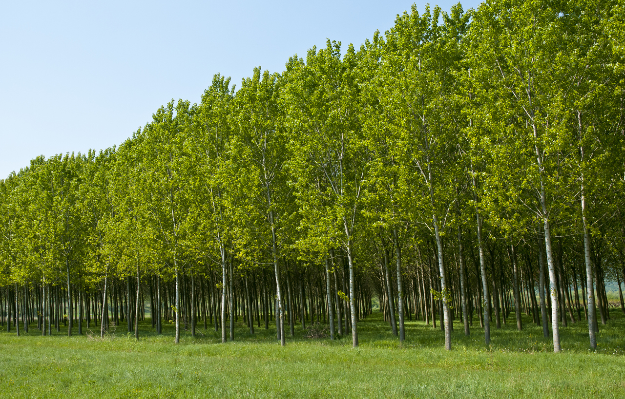 fast growing shade trees row of poplar trees