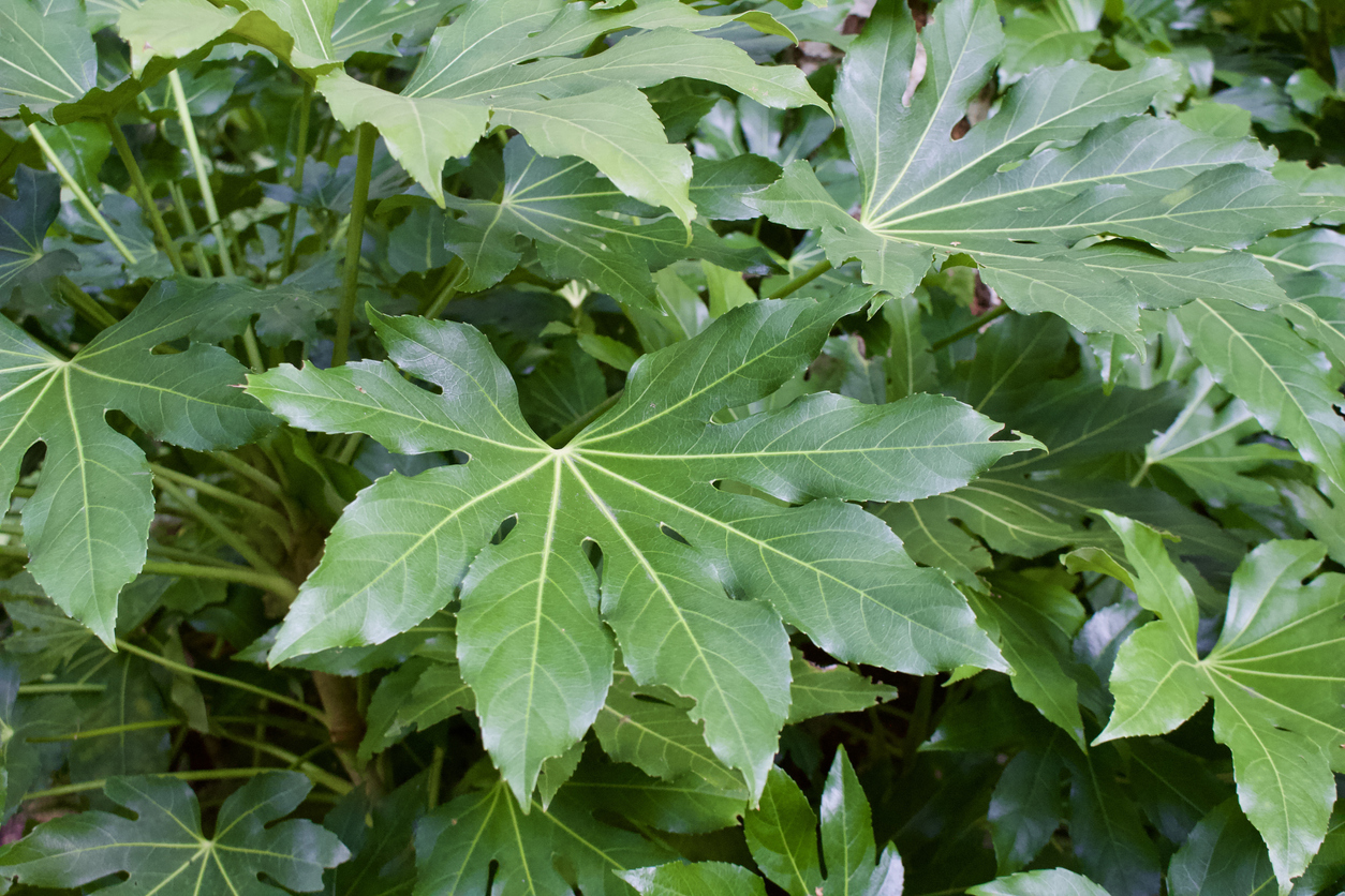 iStock-1041384844 patio plants fatsia. paperplant leaves