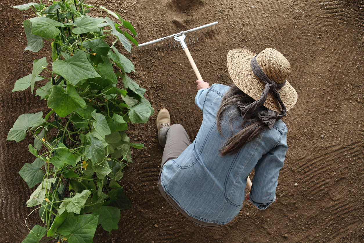 iStock-1060005864 how to till a garden woman farmer working with rake in vegetable garden, raking the soil near a cucumber plant