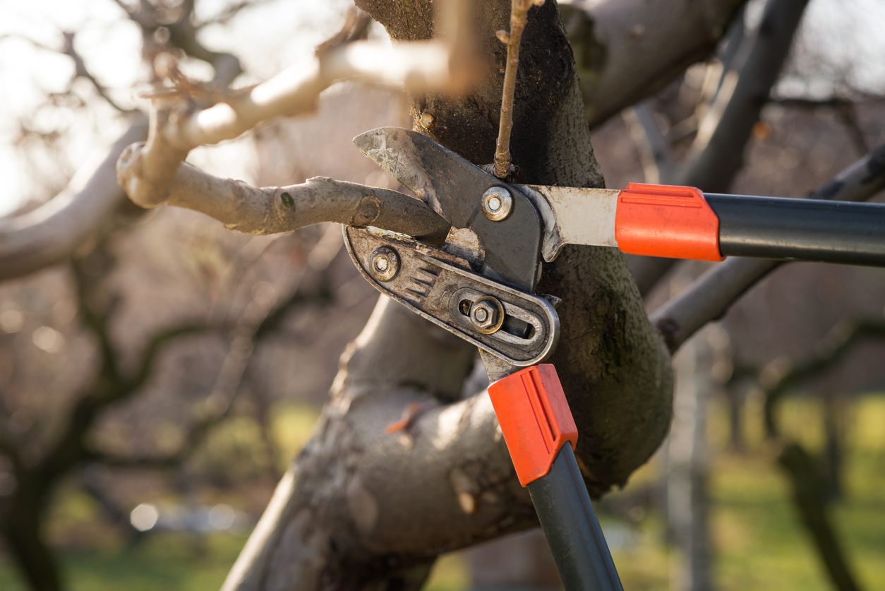iStock-1087308034 pruning mistakes Pruning fruit trees with pruning shears