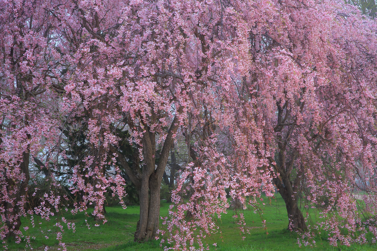 best trees for backyard weeping cherry trees with pink flowers