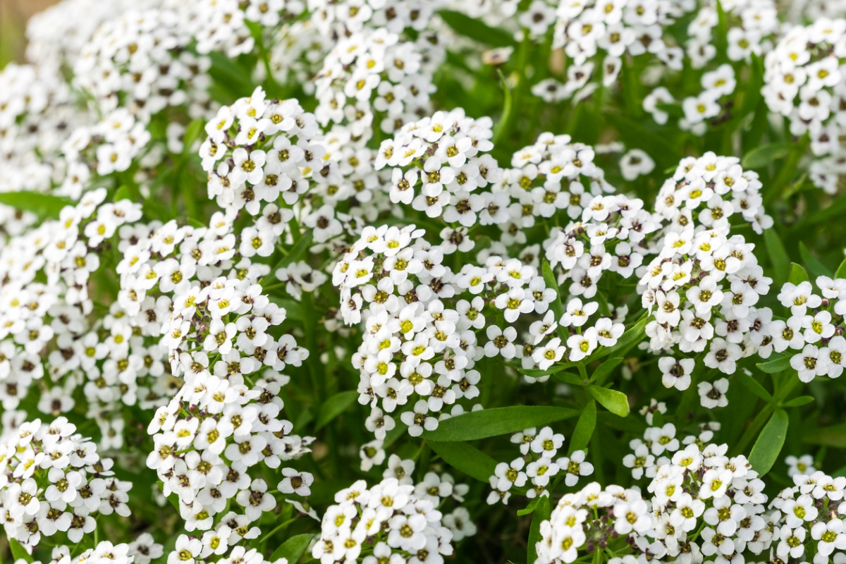 flowers that attract bees - small white flowers