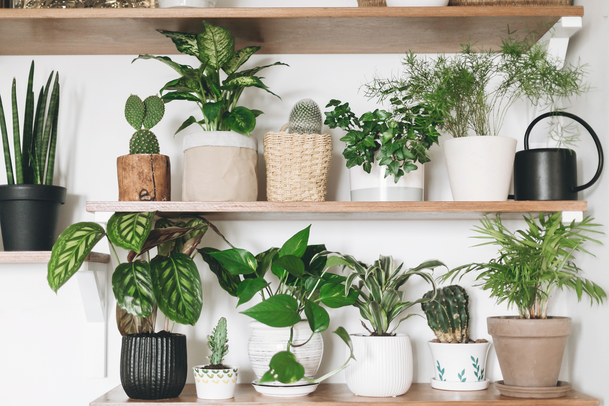 iStock-1138552930 wall decor ideas Stylish wooden shelves with green plants and black watering can