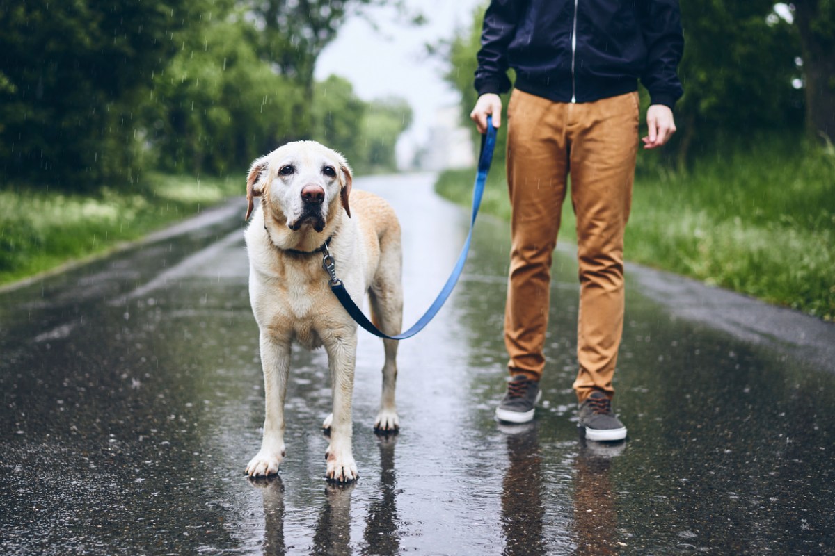 iStock-1150530754 dirty paw tricks dog and man walking in rain