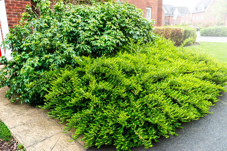 pruning-mistakes-overgrown-bushes-in-front-of-brick-house