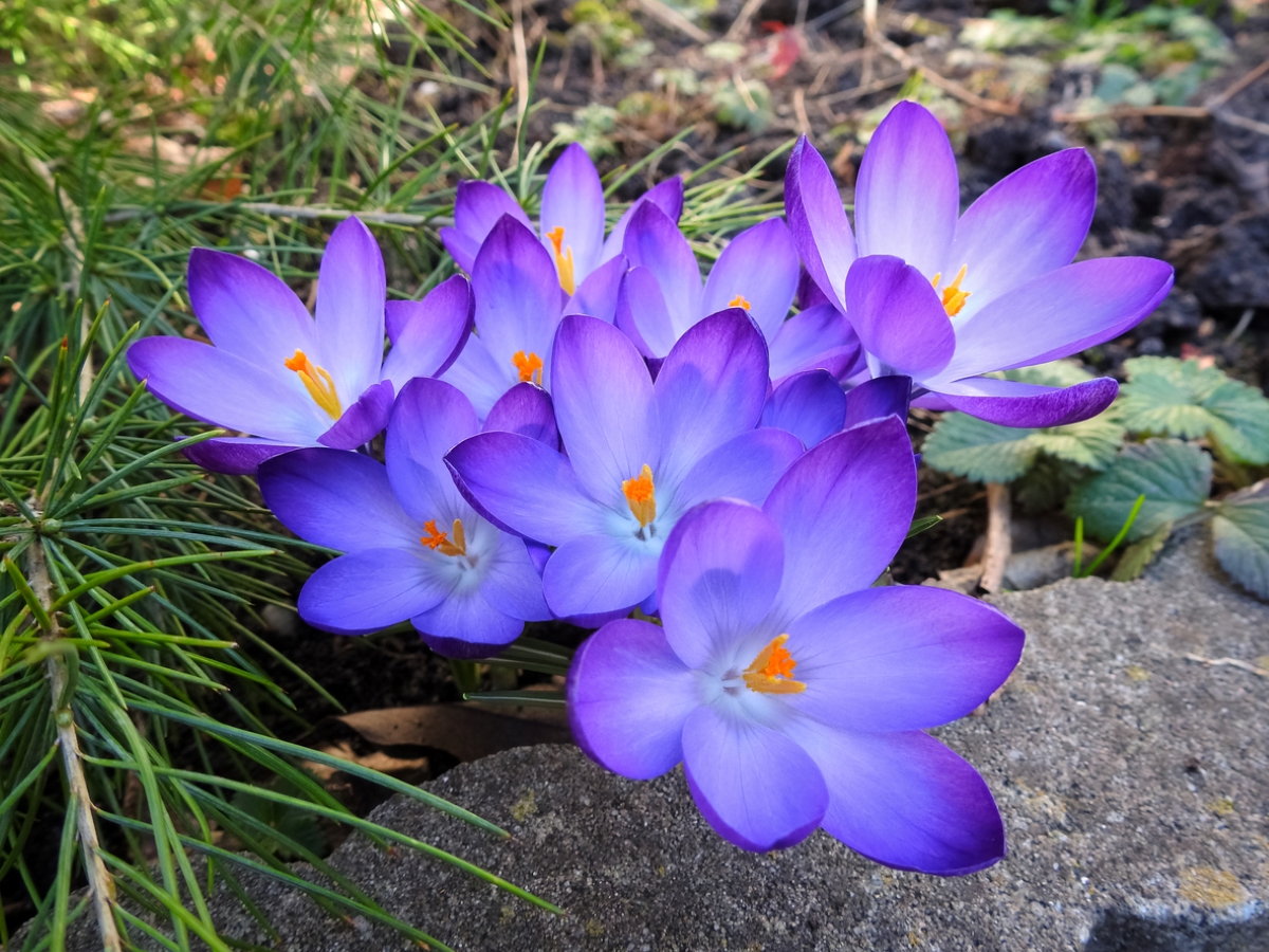 flowers that attract bees - purple crocus flowers in ground